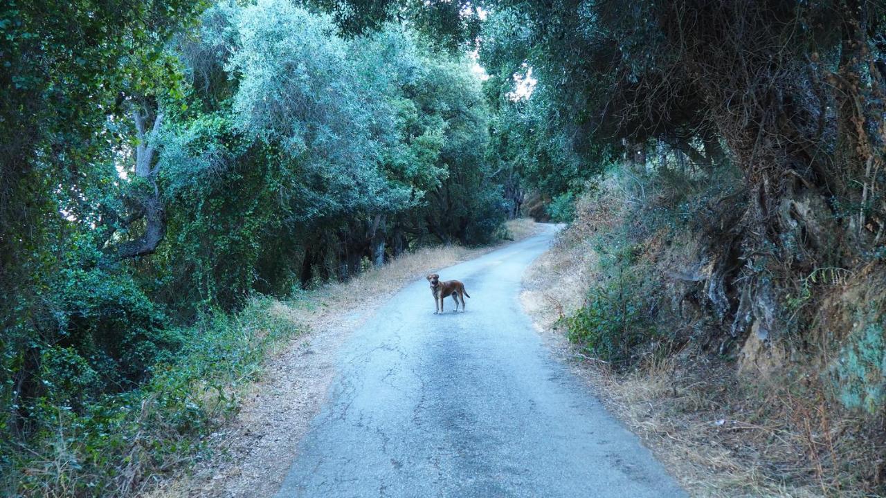 La Pampa Cargese Chambres D Hotes エクステリア 写真